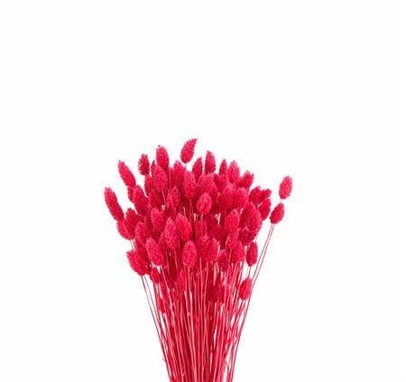 Dried/preserved Flowers Misc 70cm 150gram