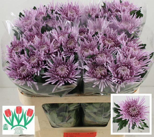 Chrys Single Cipria 70cm 80gram