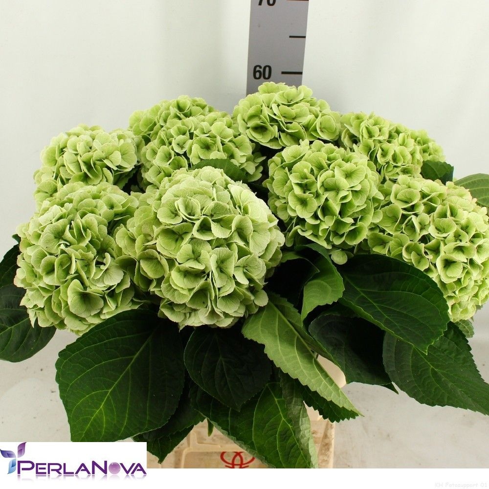 Hydrangea My Matcha Classic 60cm 17Ø