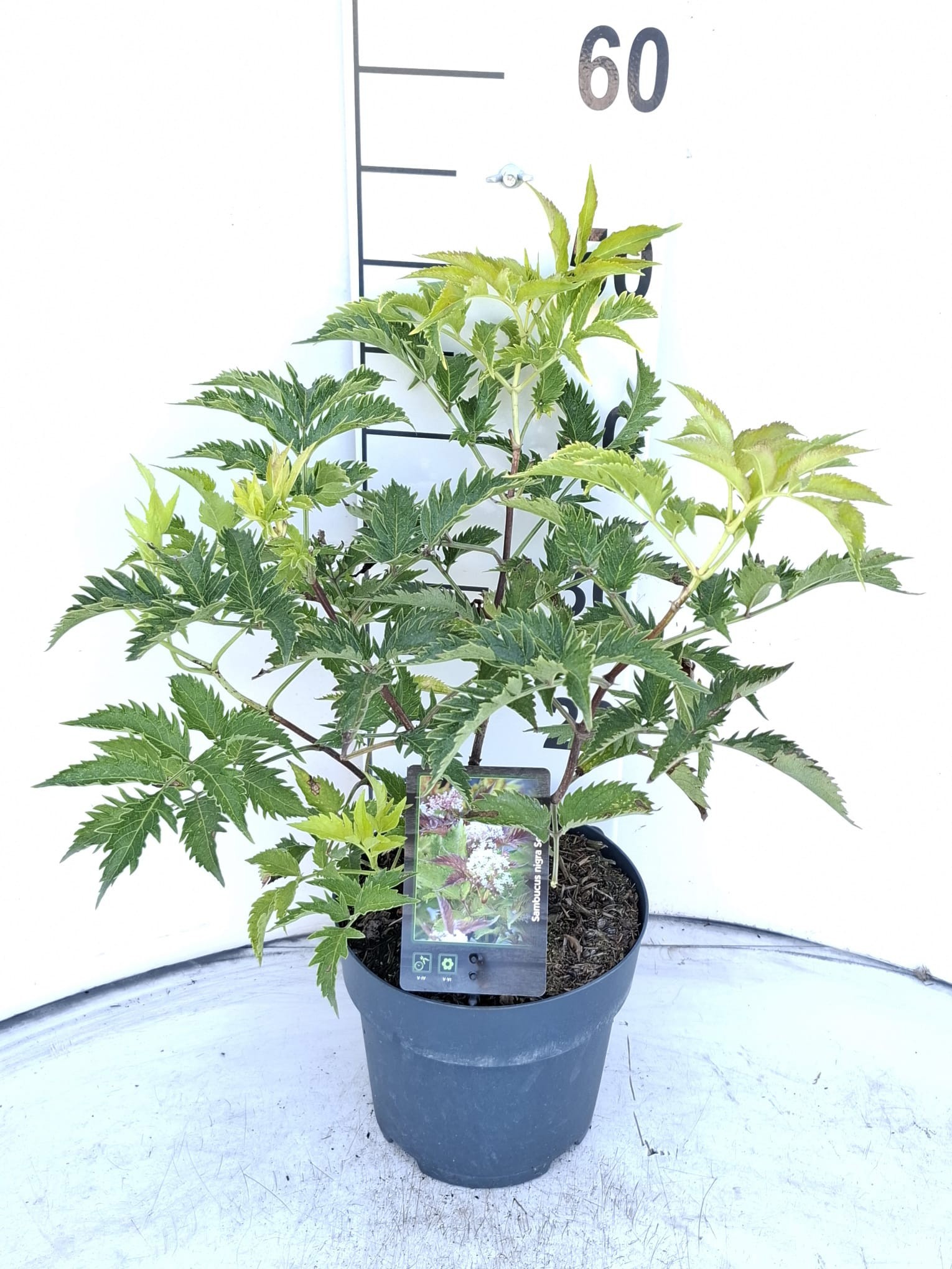 Sambucus nigra 'Serenade'