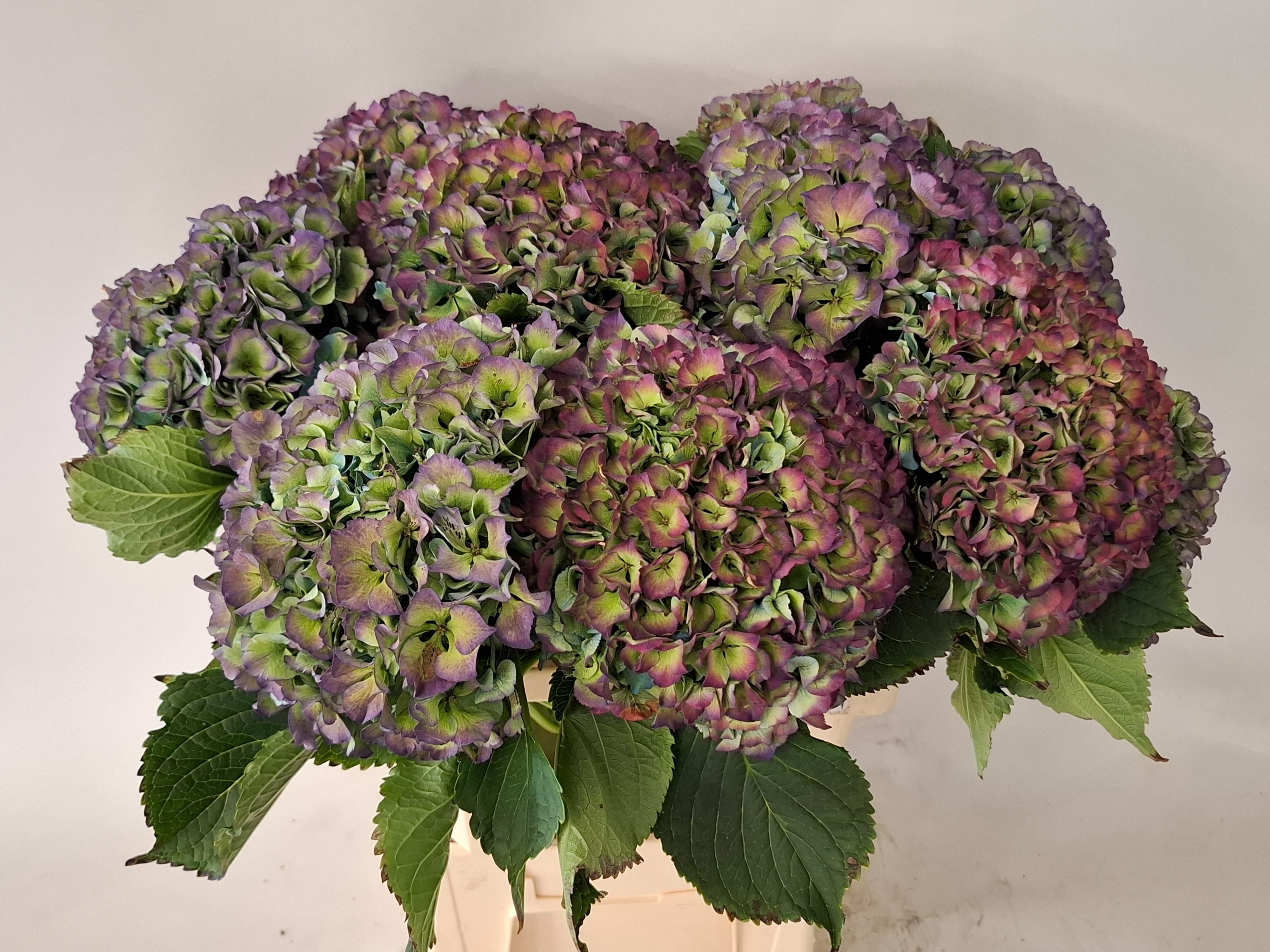 Hydrangea Royal Parade Classic 60cm 22Ø