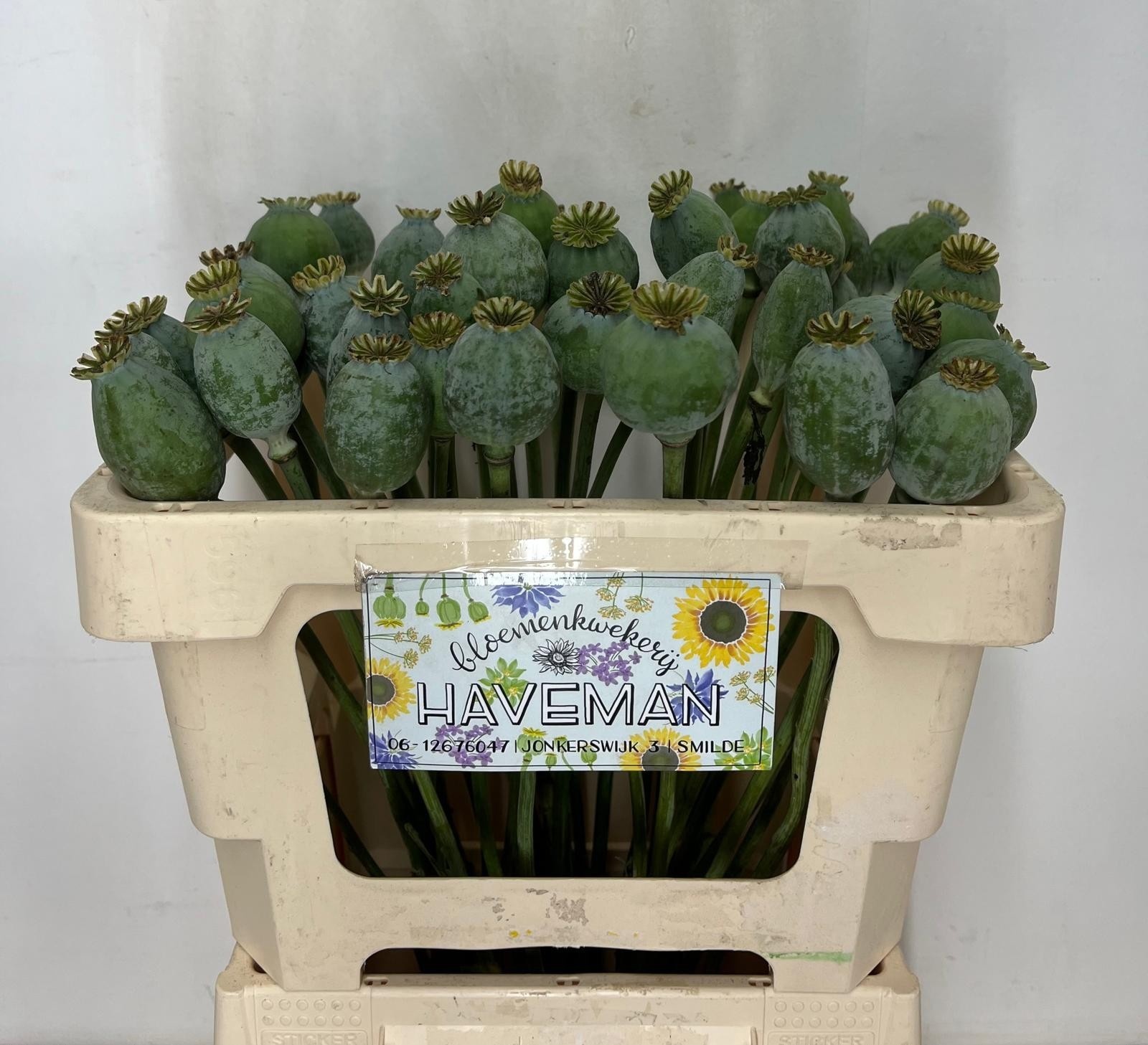 Papaver Somniferum Seed 50cm