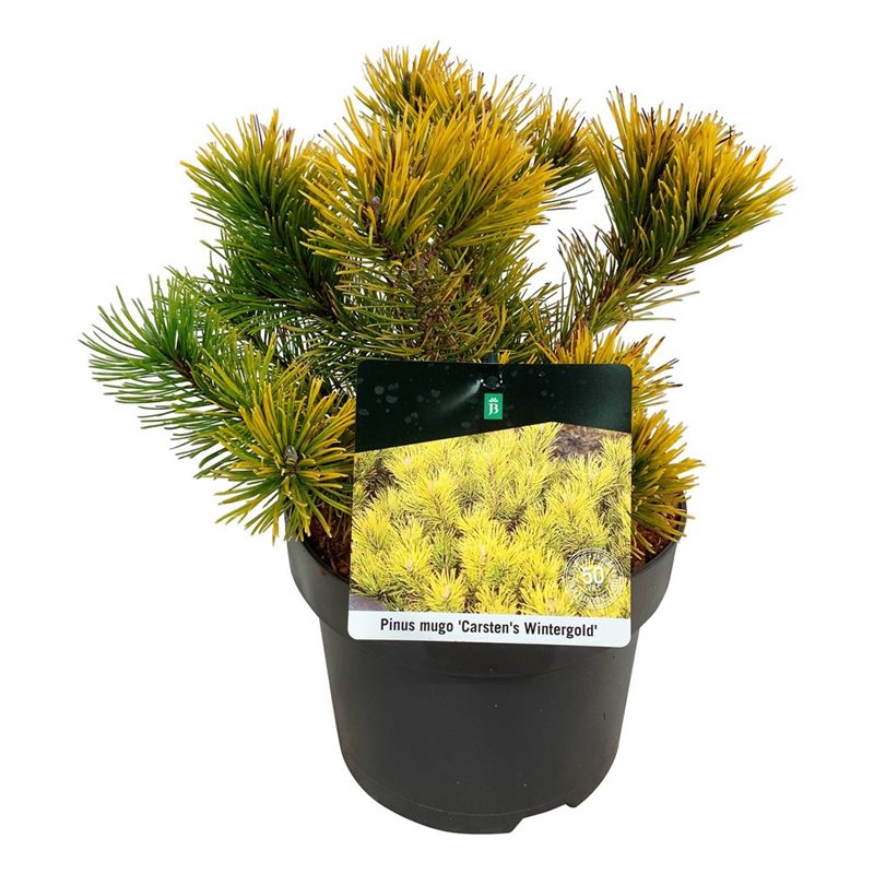 Picture of Pinus mugo 'Carsten's Wintergold'