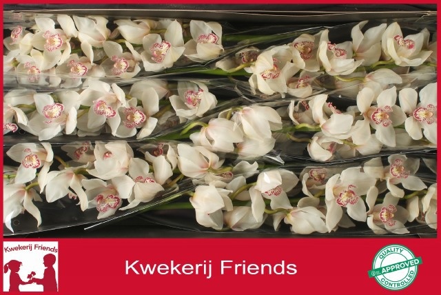 Cymbidium Mrs Sugar Lee 12/15bl