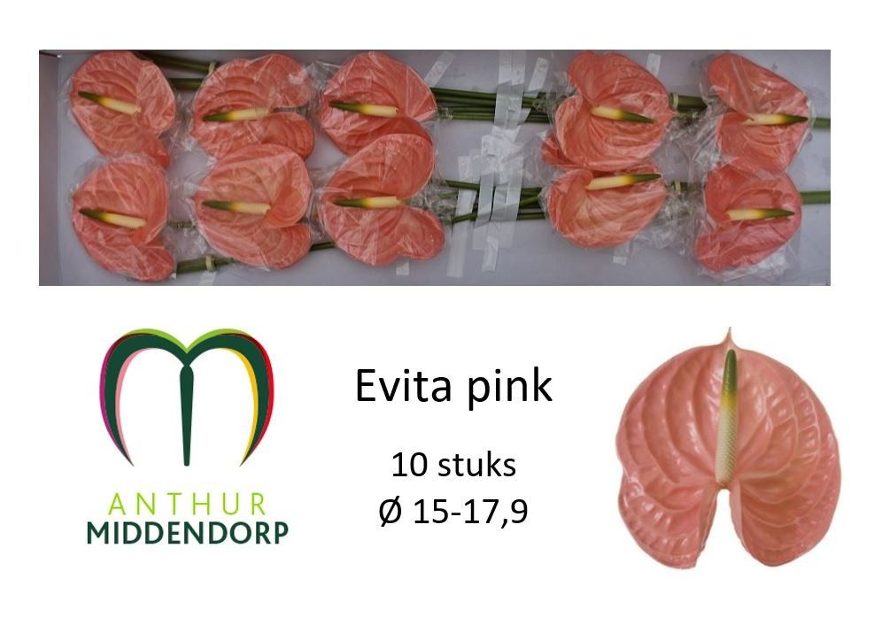 Anthurium Evita Pink 15Ø