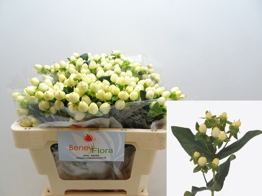 Hypericum White Prince 50cm
