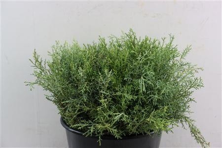 Cupres Arizonica 40cm