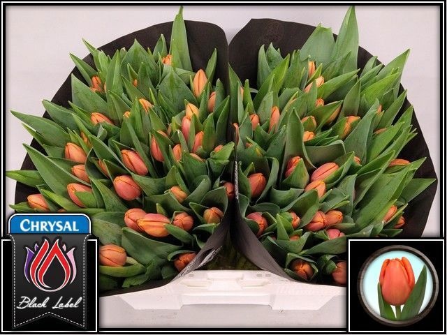 Tulipa Time Out 40cm 56gram