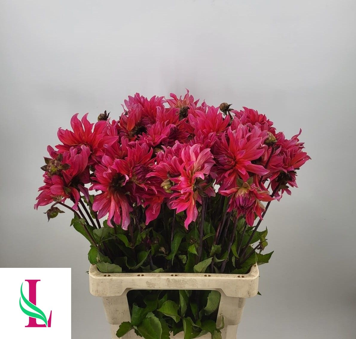 Dahl Pink Punk