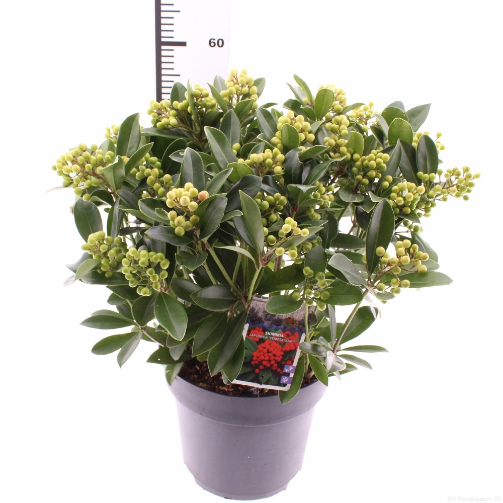 Picture of Skimmia jap. 'Temptation'