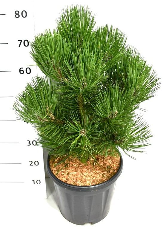 Pinus heldreichii 'Malinki'