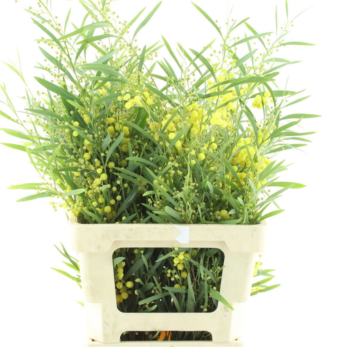 Acacia Retinodes Pb 70cm 200gram