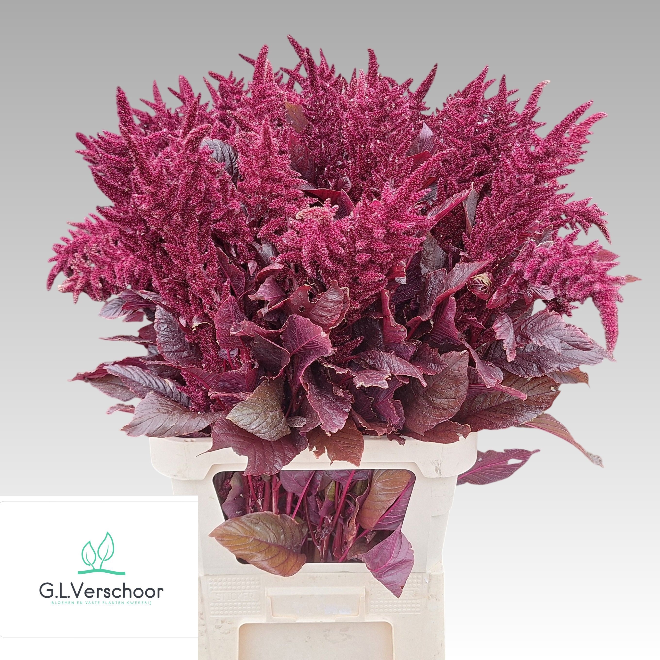 Amaranthus Upright Gruen Velvet 100cm