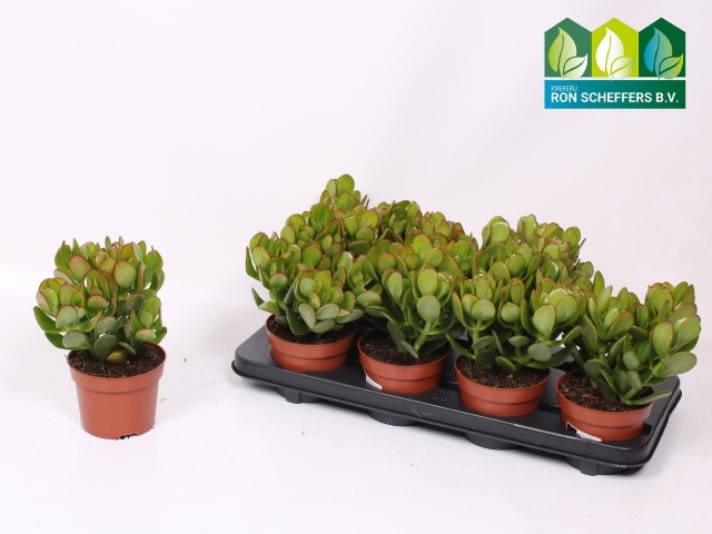 Crass Ovata 12P 24H