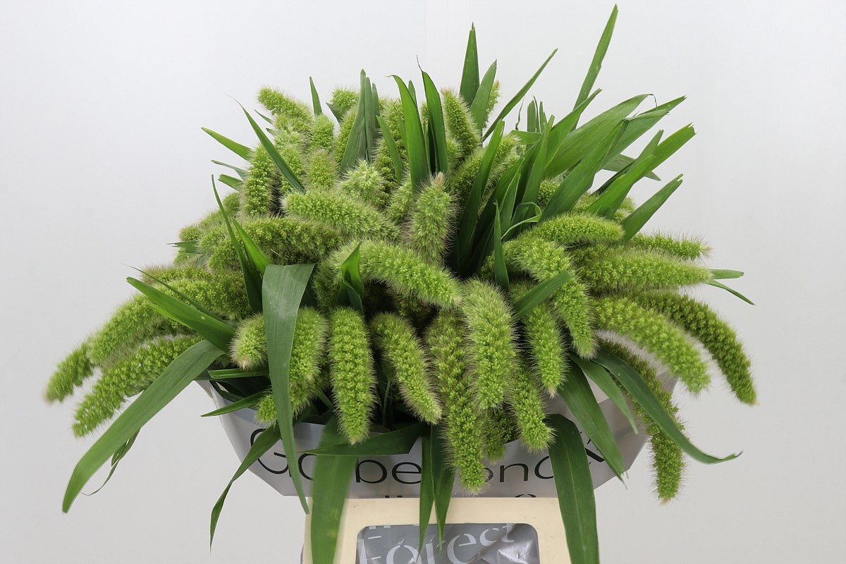 Setaria Volle Melk 70cm