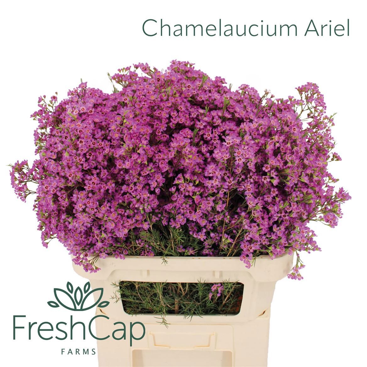 Chamelaucium Un Ariel 80cm 75gram
