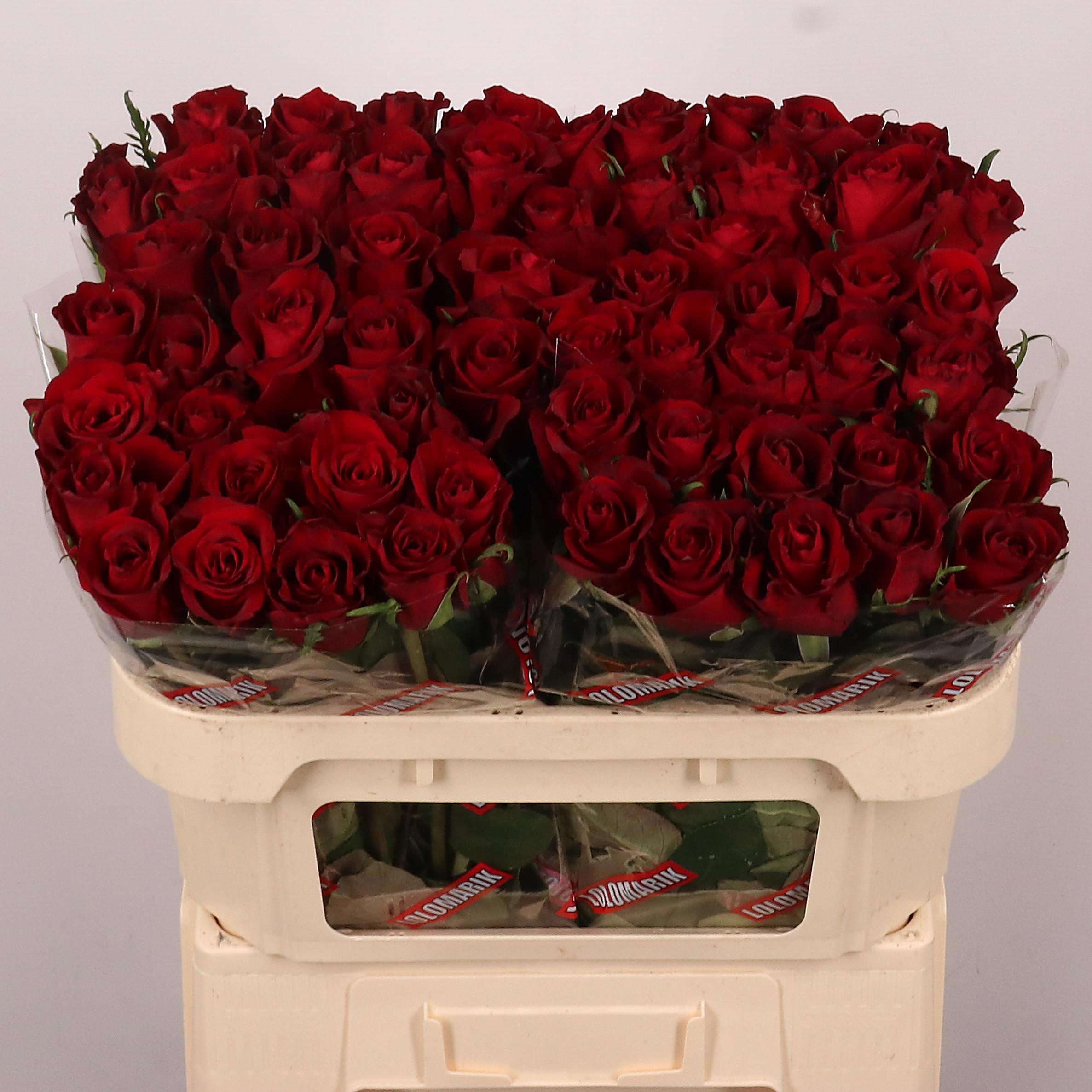 Rosa Ever Red 70cm