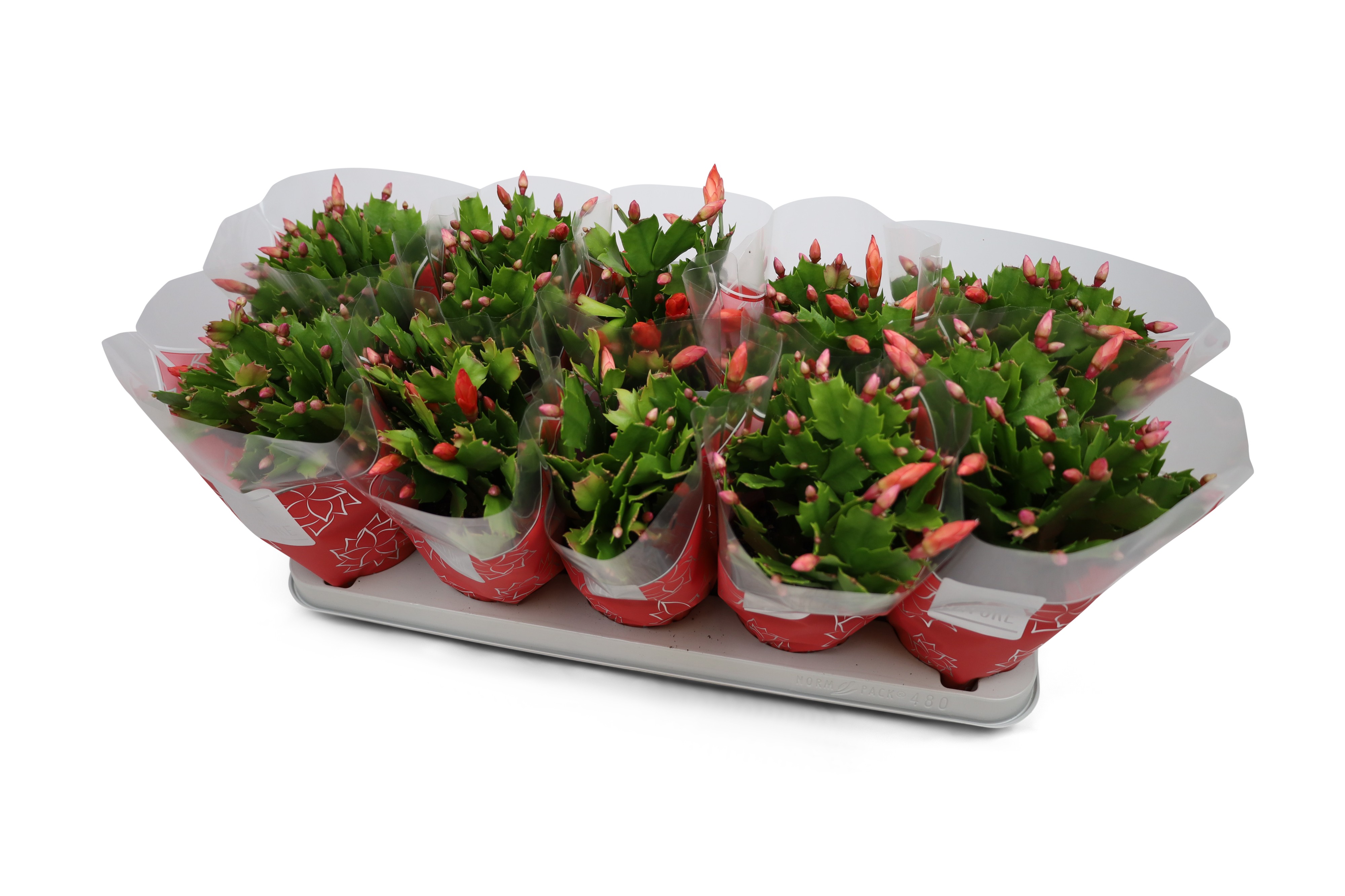 Picture of Schlumbergera truncata Flame Red GFN hoes P12 30CM