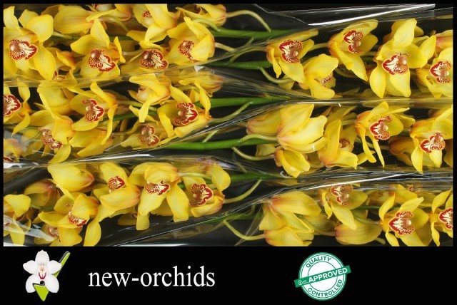 Cymbidium La Vie Stella 12/15bl
