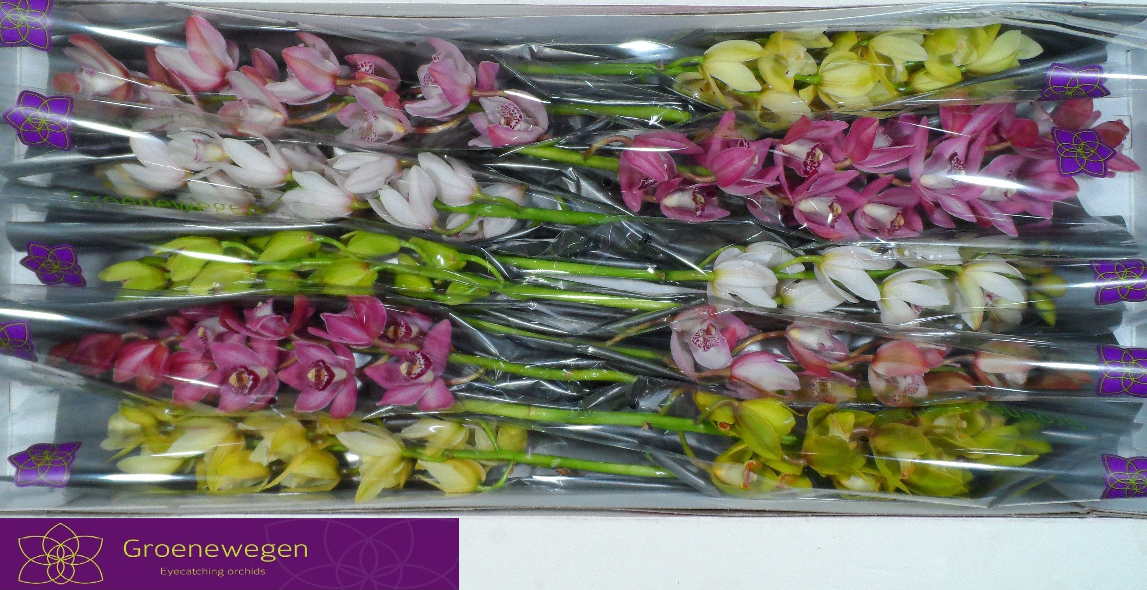 Cymbidium Asst Mini 60cm