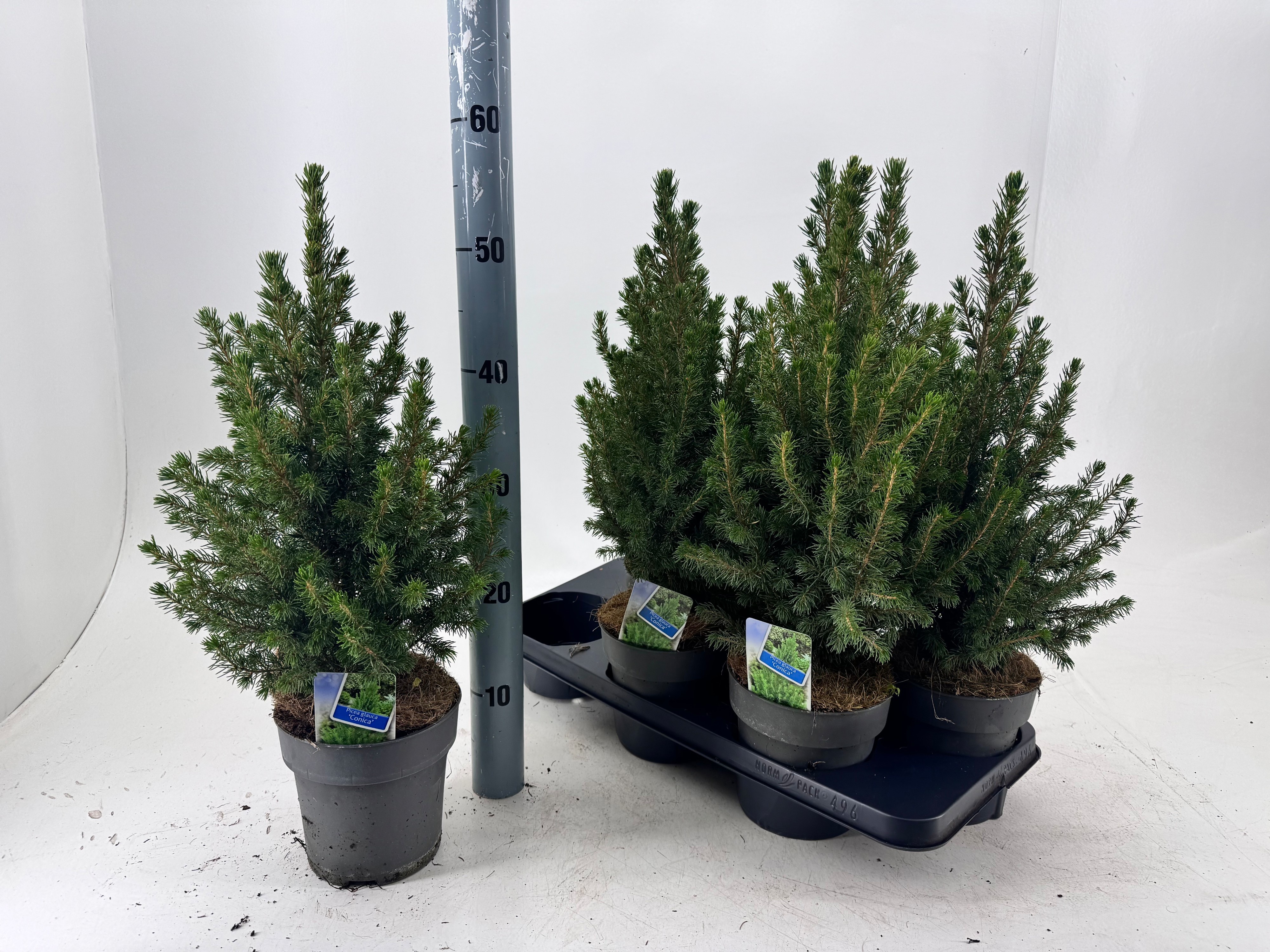 Picea Gl December 15Ø 55cm