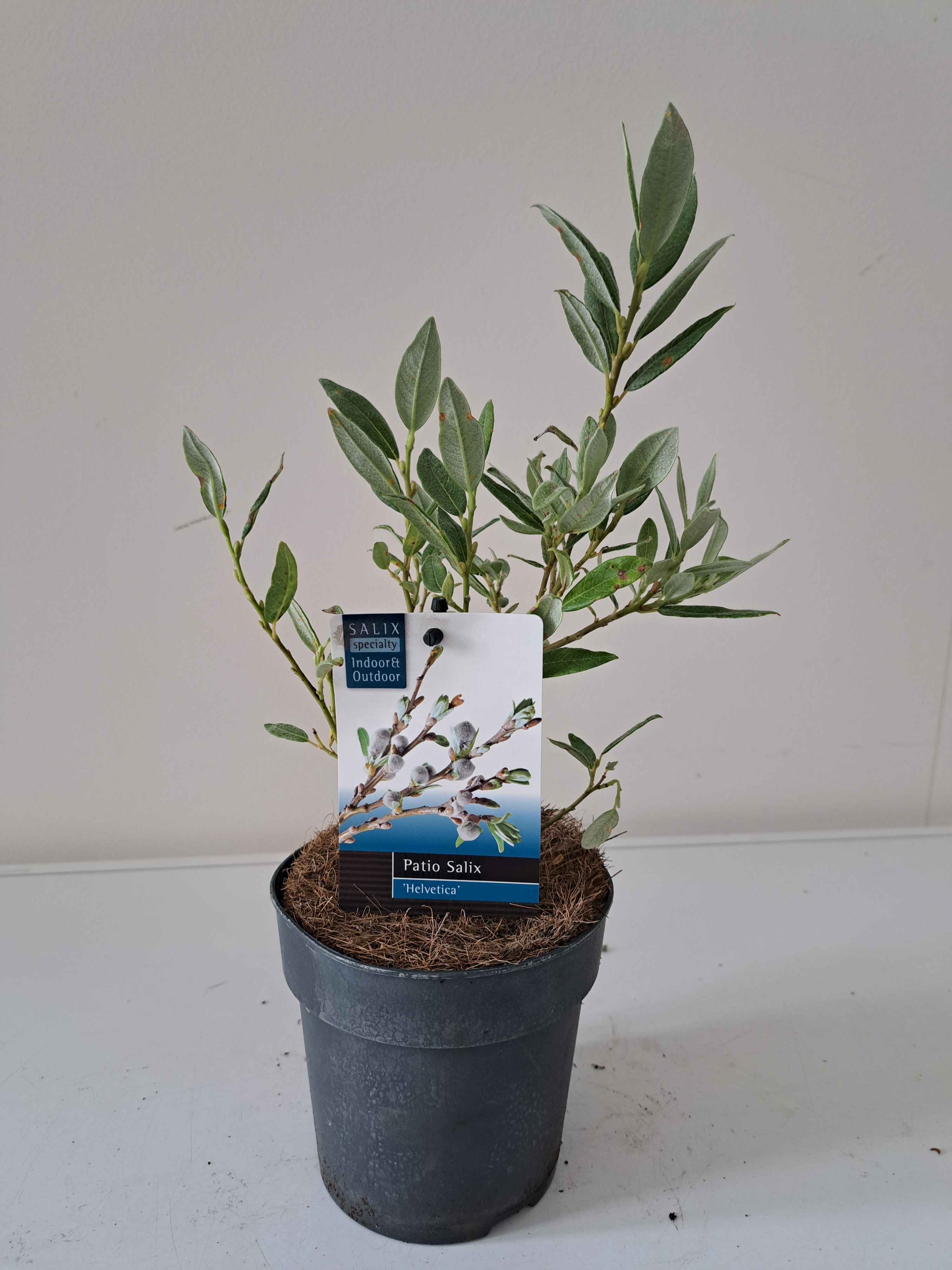 Picture of Salix Helvetica bush p12