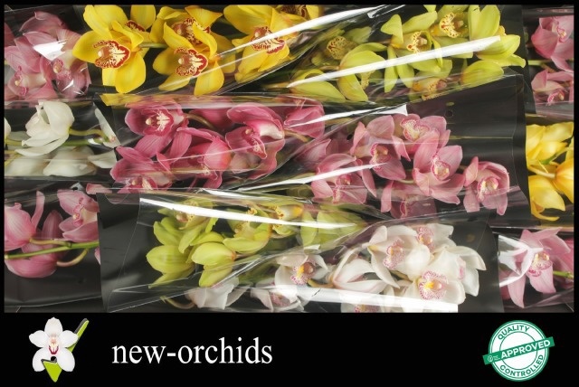 Cymbidium Asst 6bl