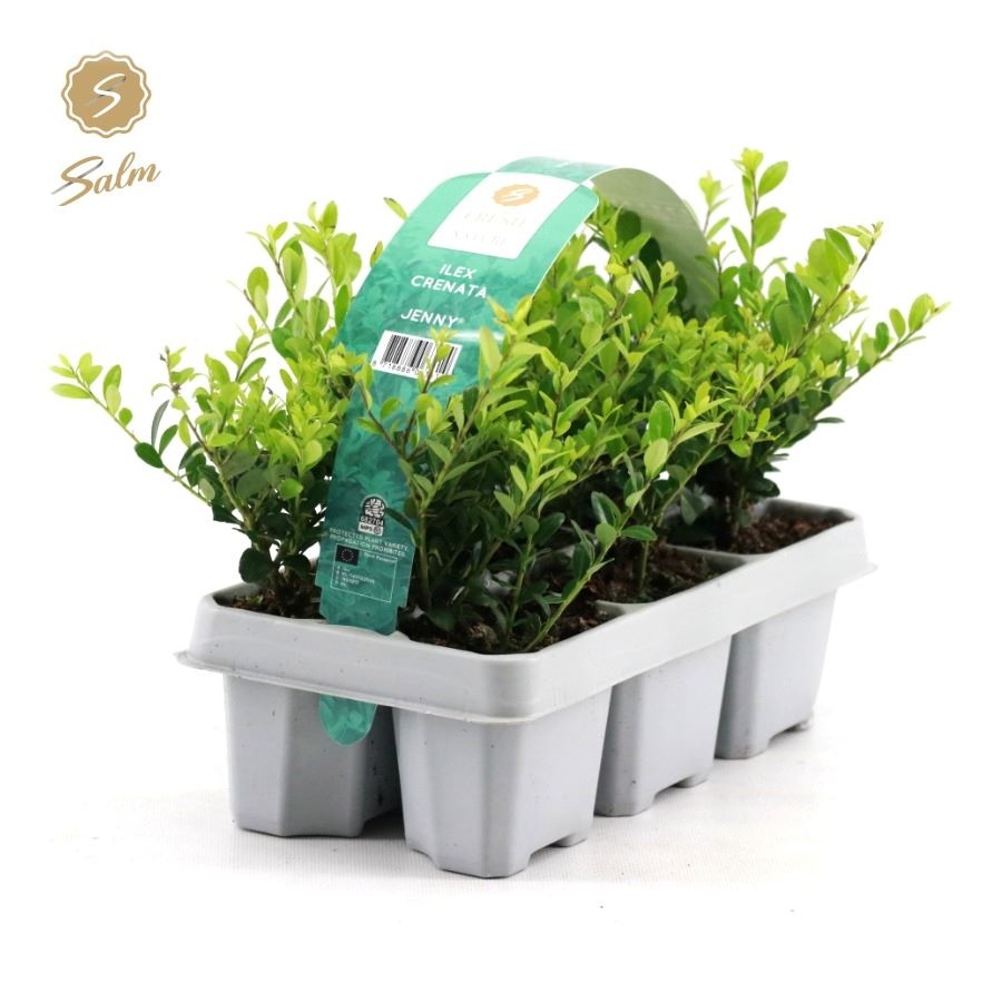 Picture of Ilex crenata 'Jenny'® 6-Pack