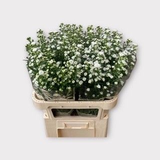 Aster Pompon 80cm 30gram