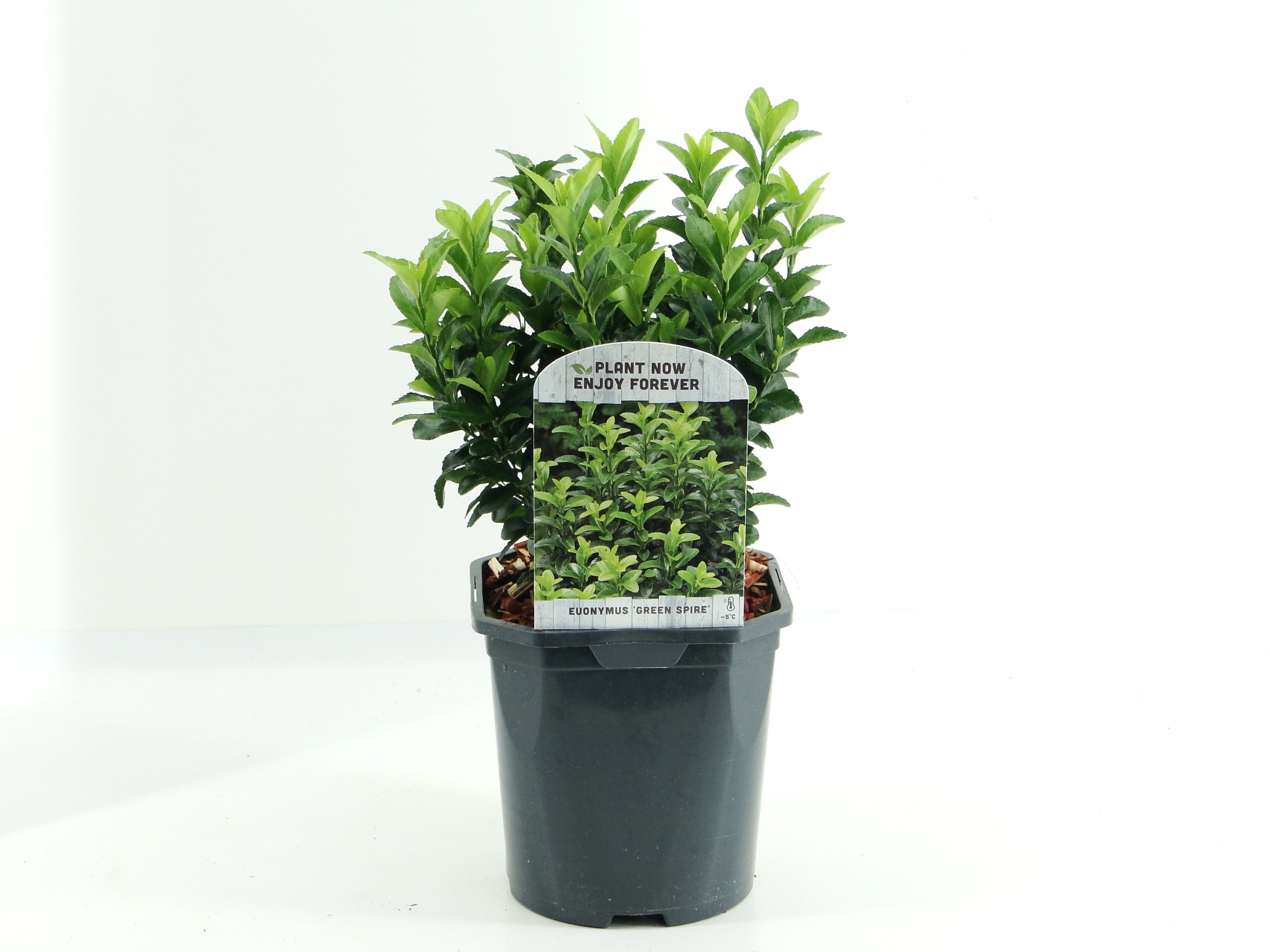 Picture of Euonymus jap. Green Spire P17 (2 Ltr) Square