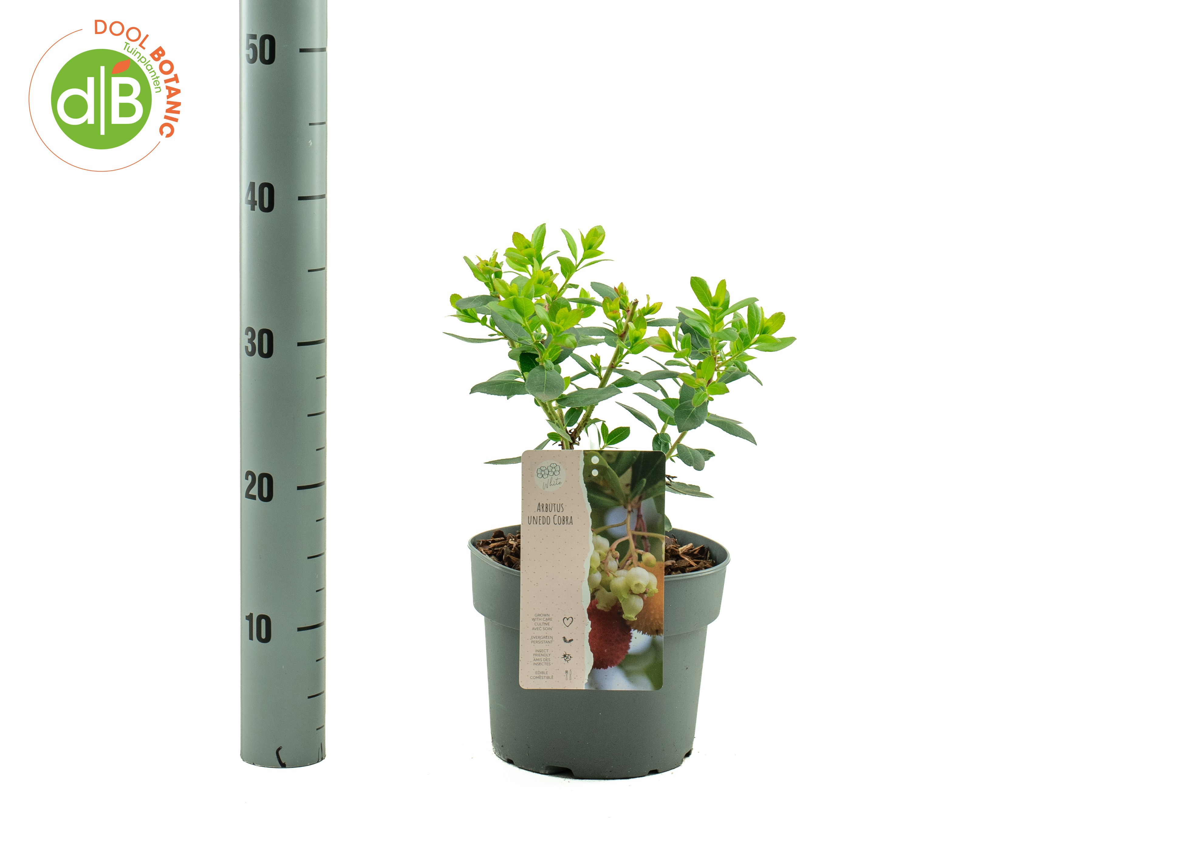 Arbutus unedo