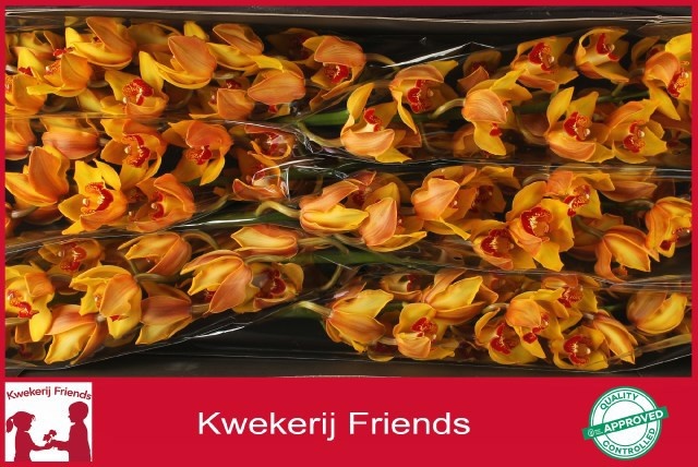 Cymbidium Amalia 12/15bl
