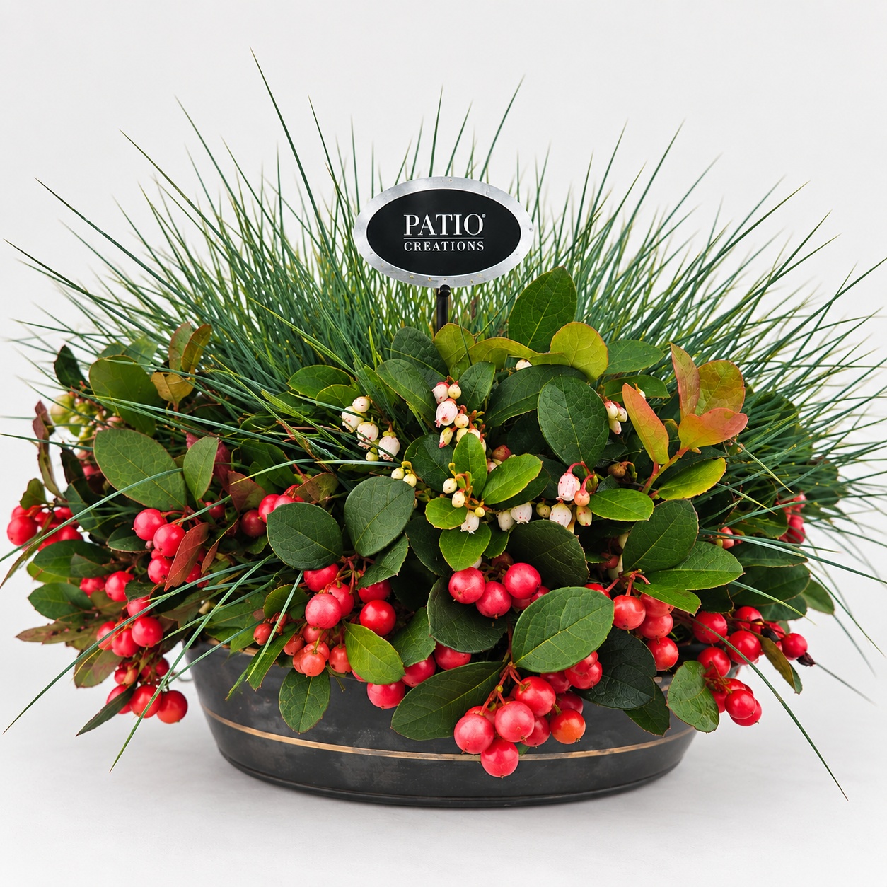 Gaultheria GLF841-602 Gaultheria met Festuca Sterre zink lage schaal