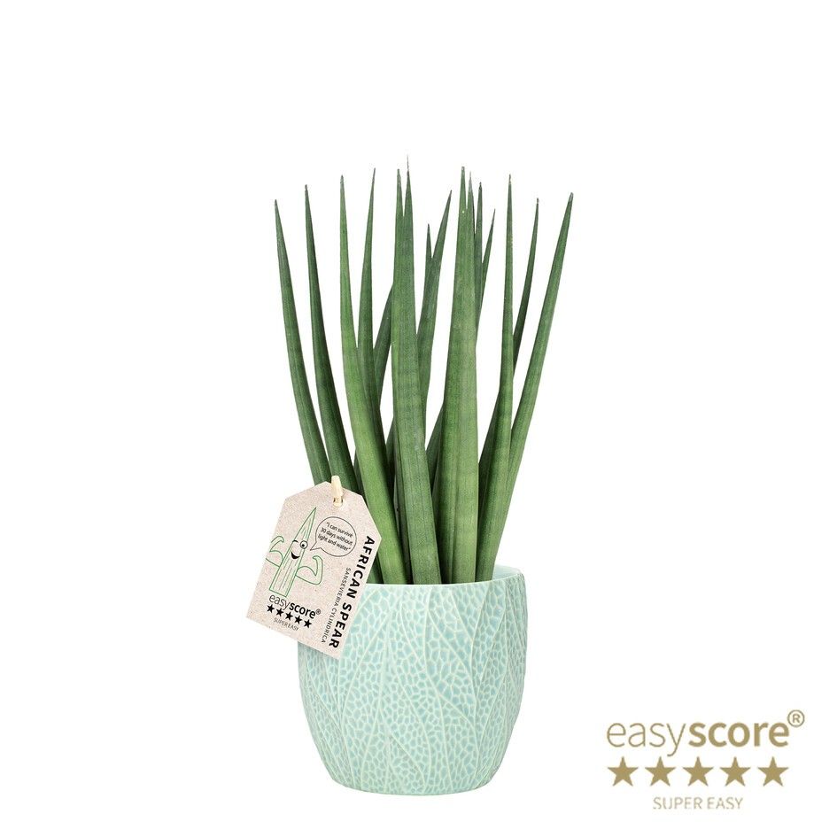 Arr. green houseplants Sansevieria Spaghetti in Leaf Ocean Exotic Pot |  Gardenline