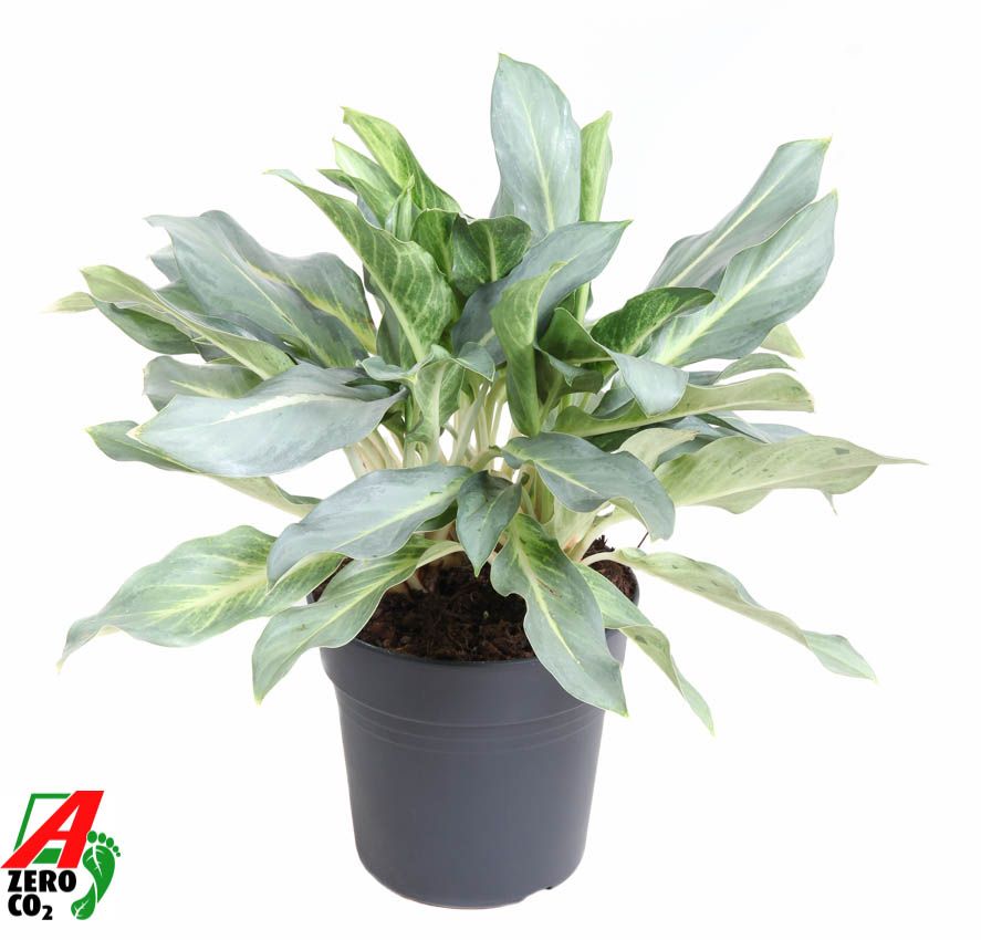 Aglaonema 'Ghost'