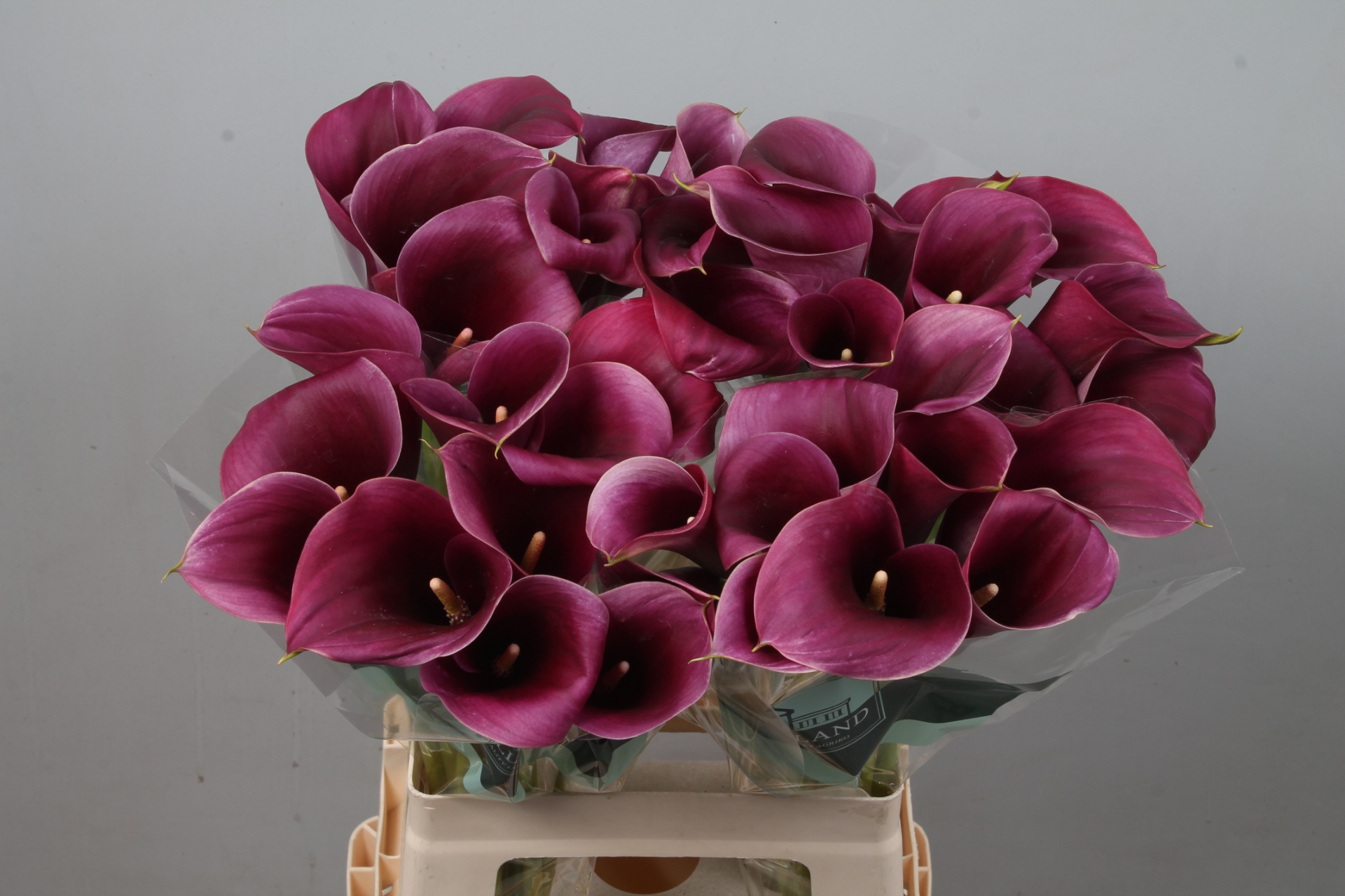 Calla Capt Promise 65cm