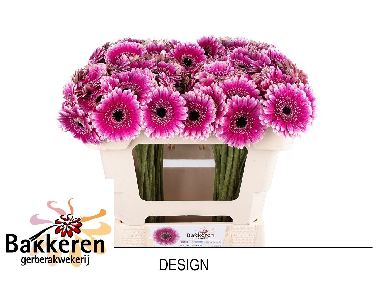Ge Mi Design