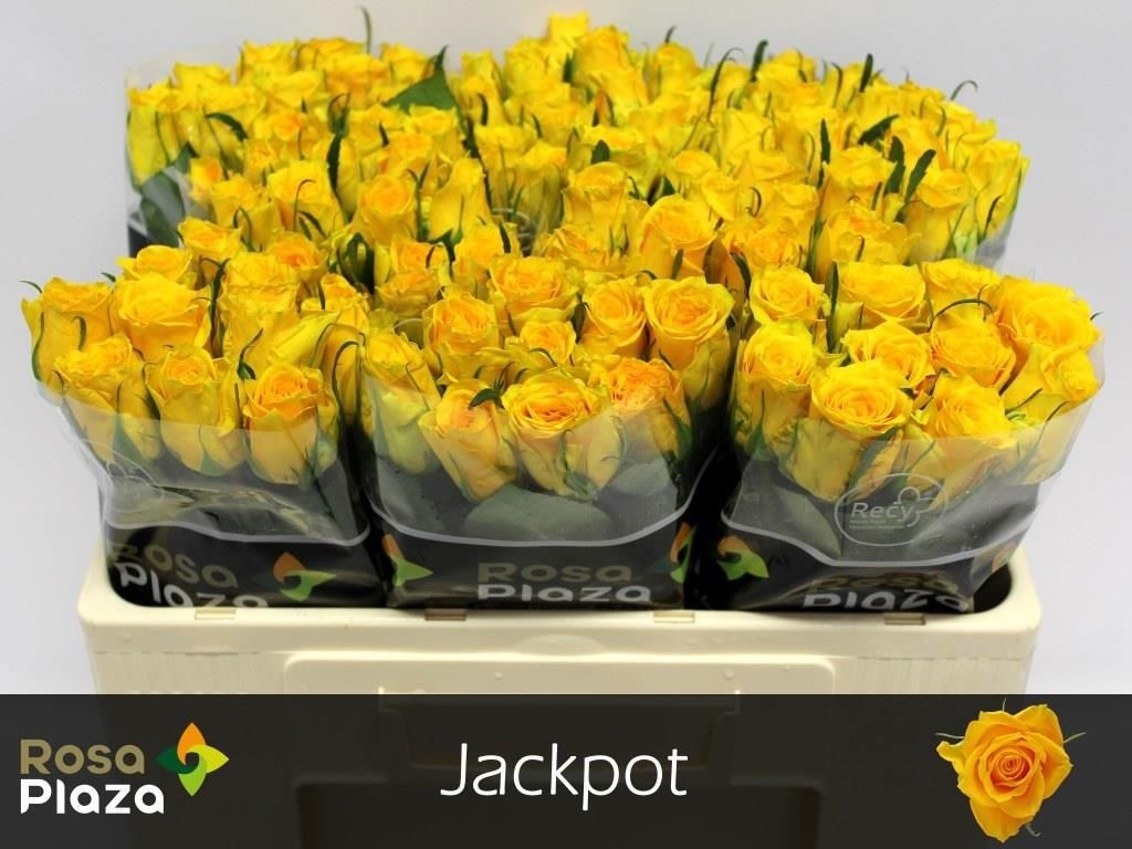 R Gr Jackpot+