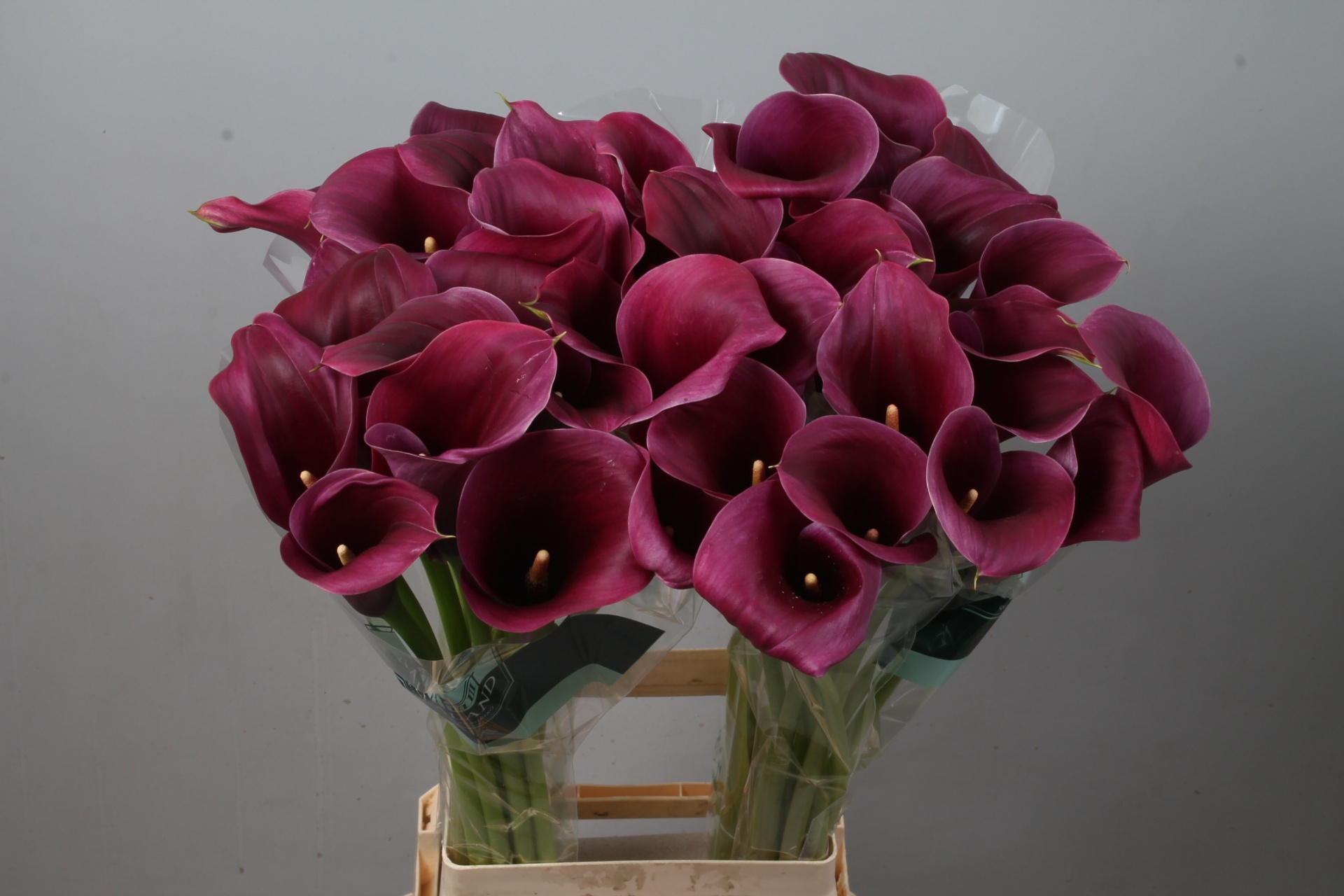 Calla Capt Promise 80cm