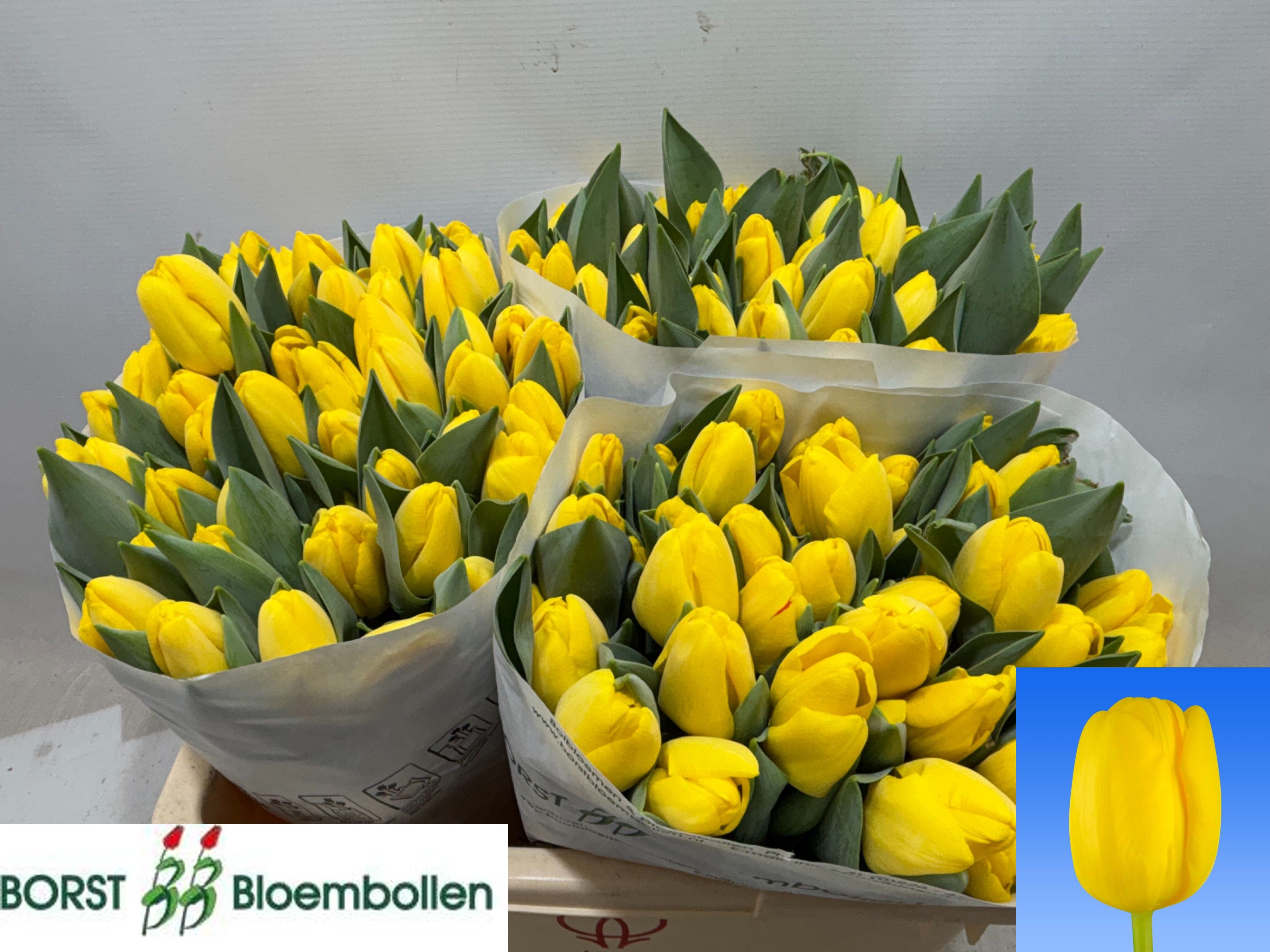 Tulipa Novi Sun 42cm 46gram
