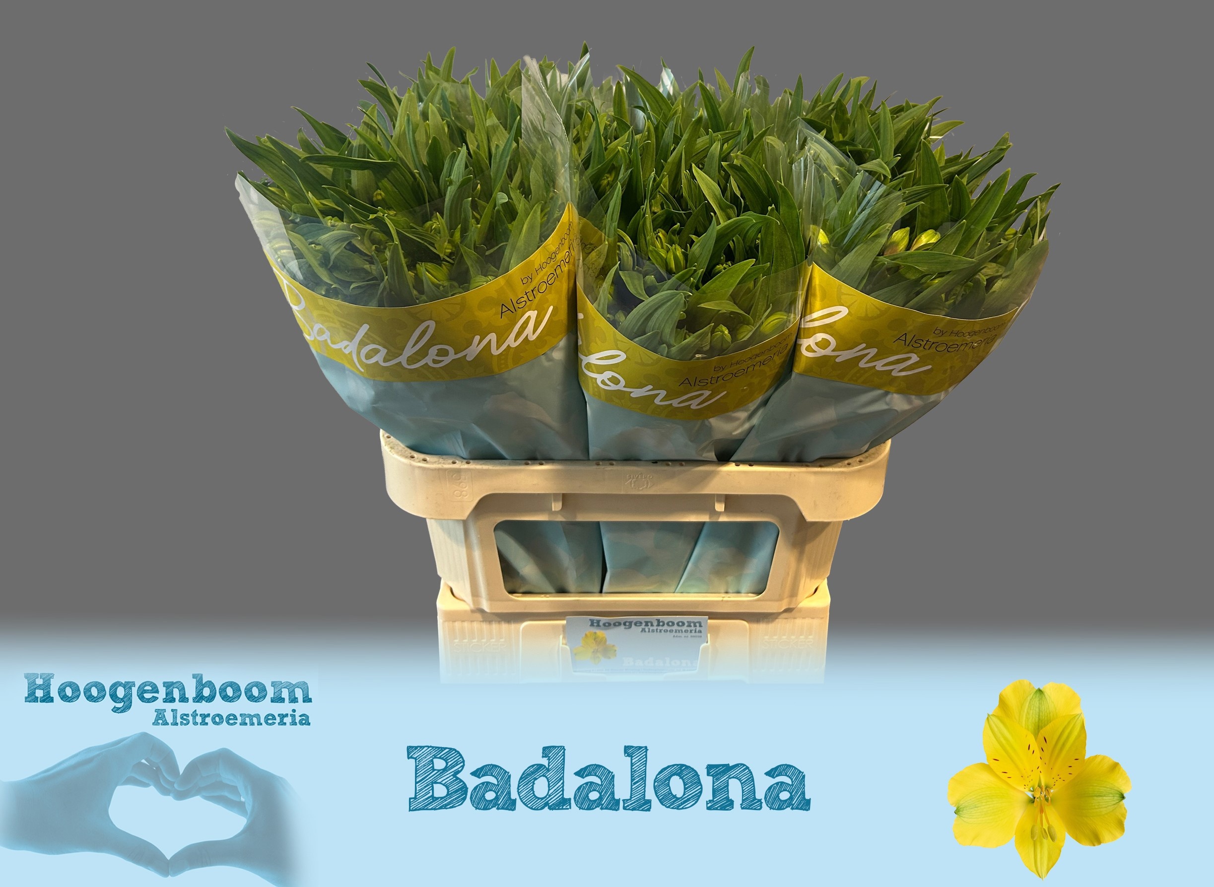 Alstr Badalona 70cm 100gram