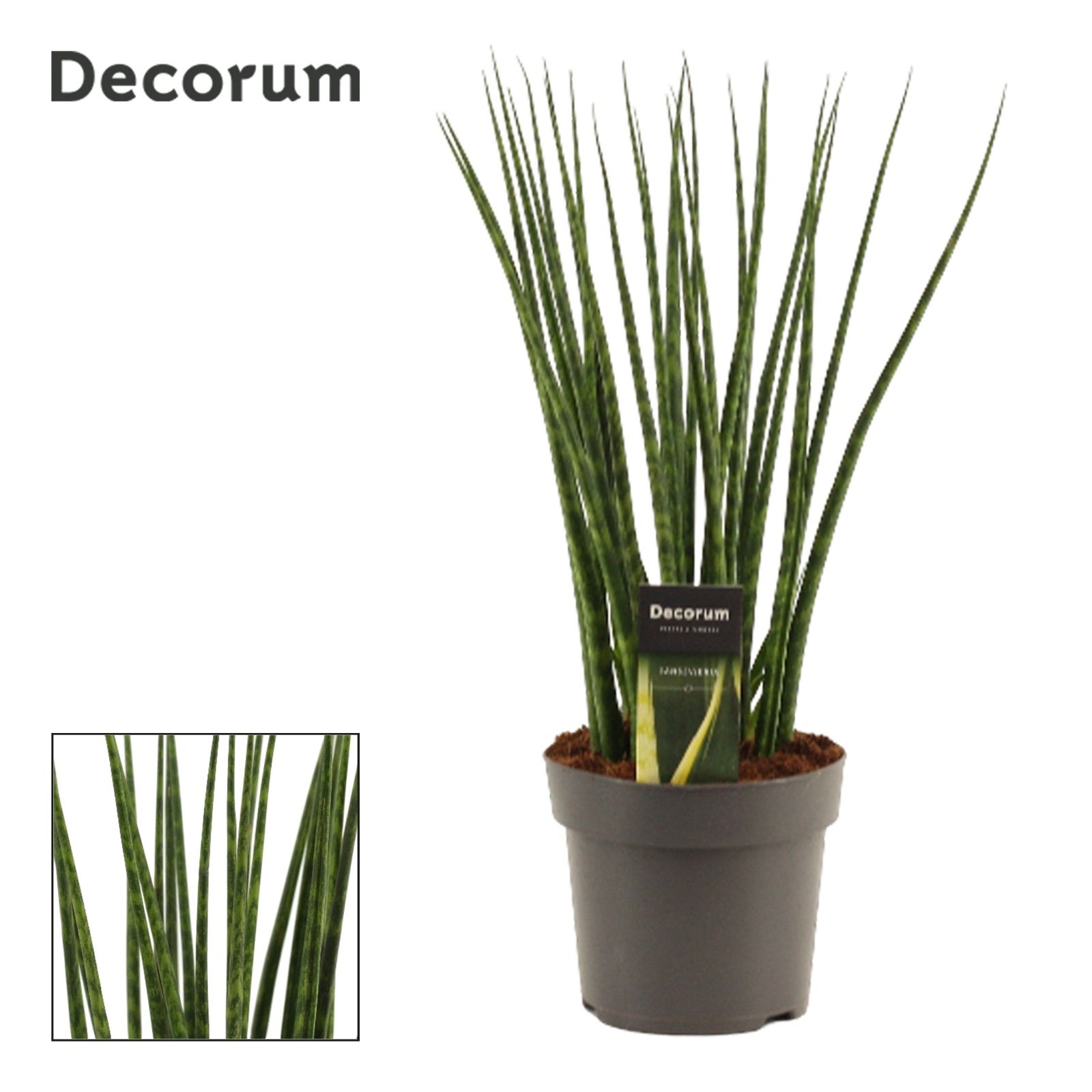 Sansevieria 'Fernwood' decorum