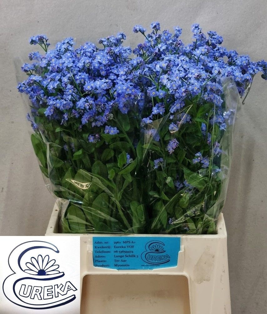 Myos Al Blue Memory 45cm