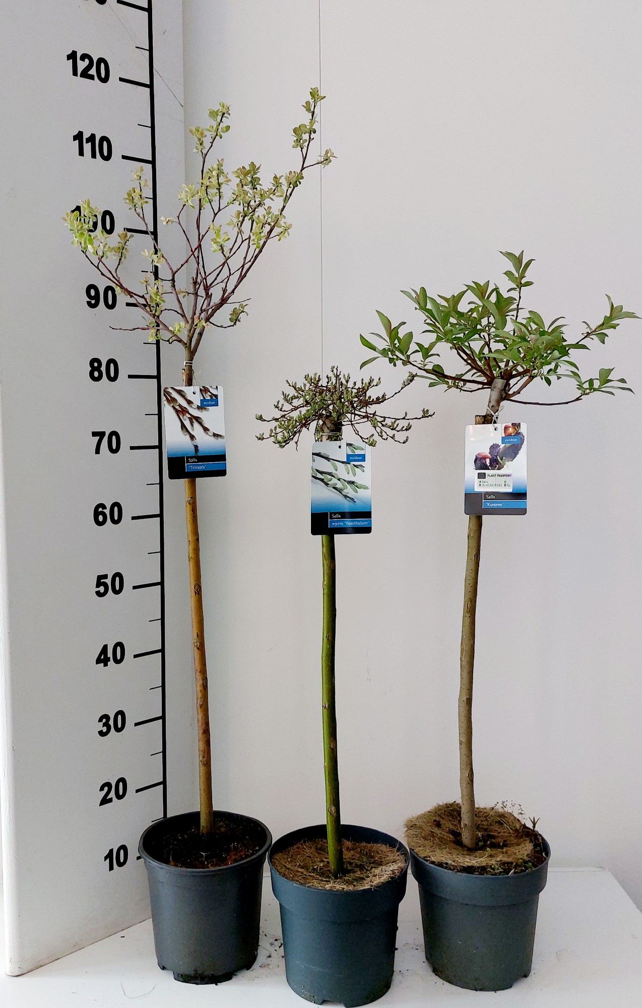 Picture of Salix mix 2 tot 6 varieties