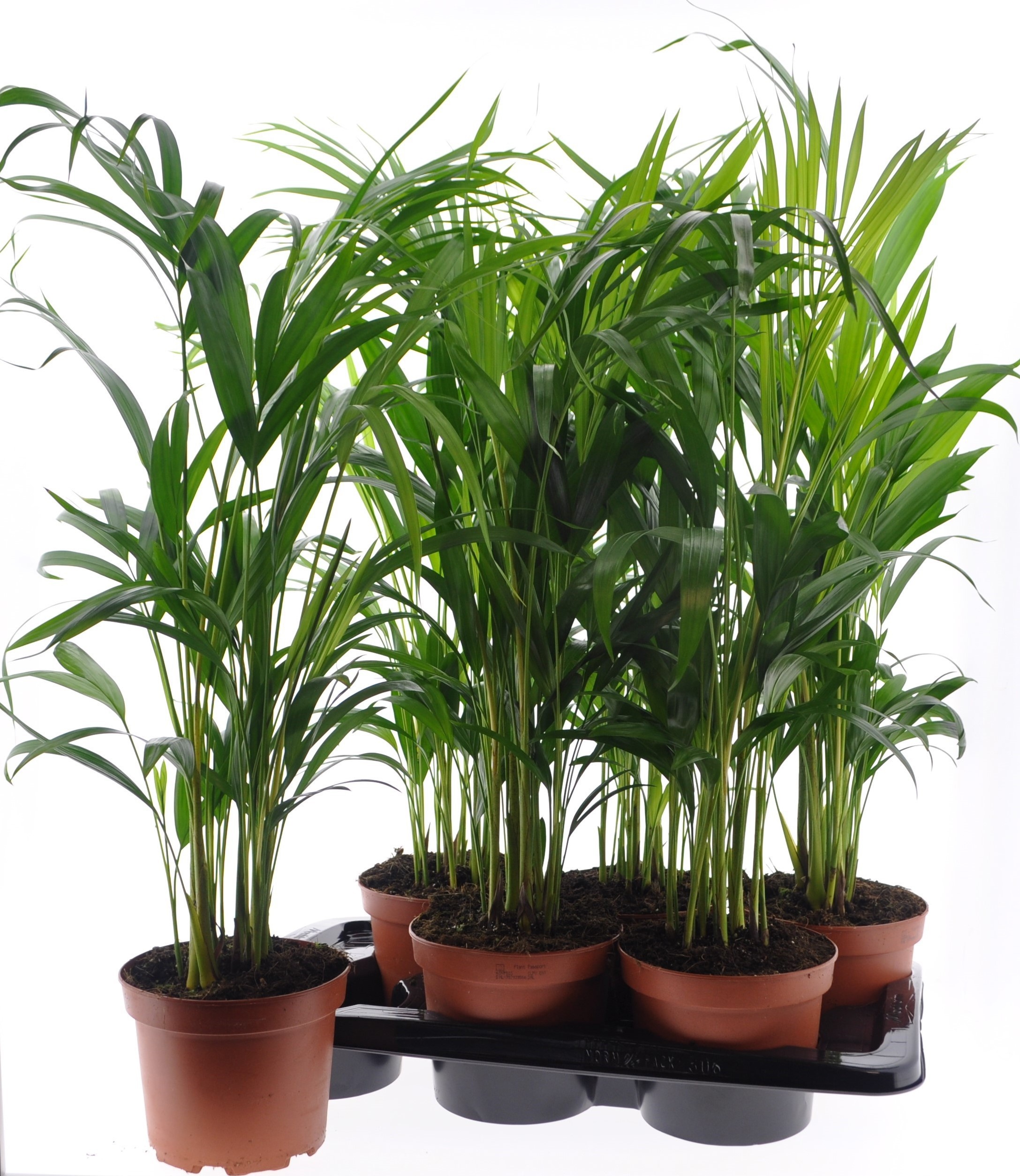 Dypsis Lutescens 17P 70H 12stek