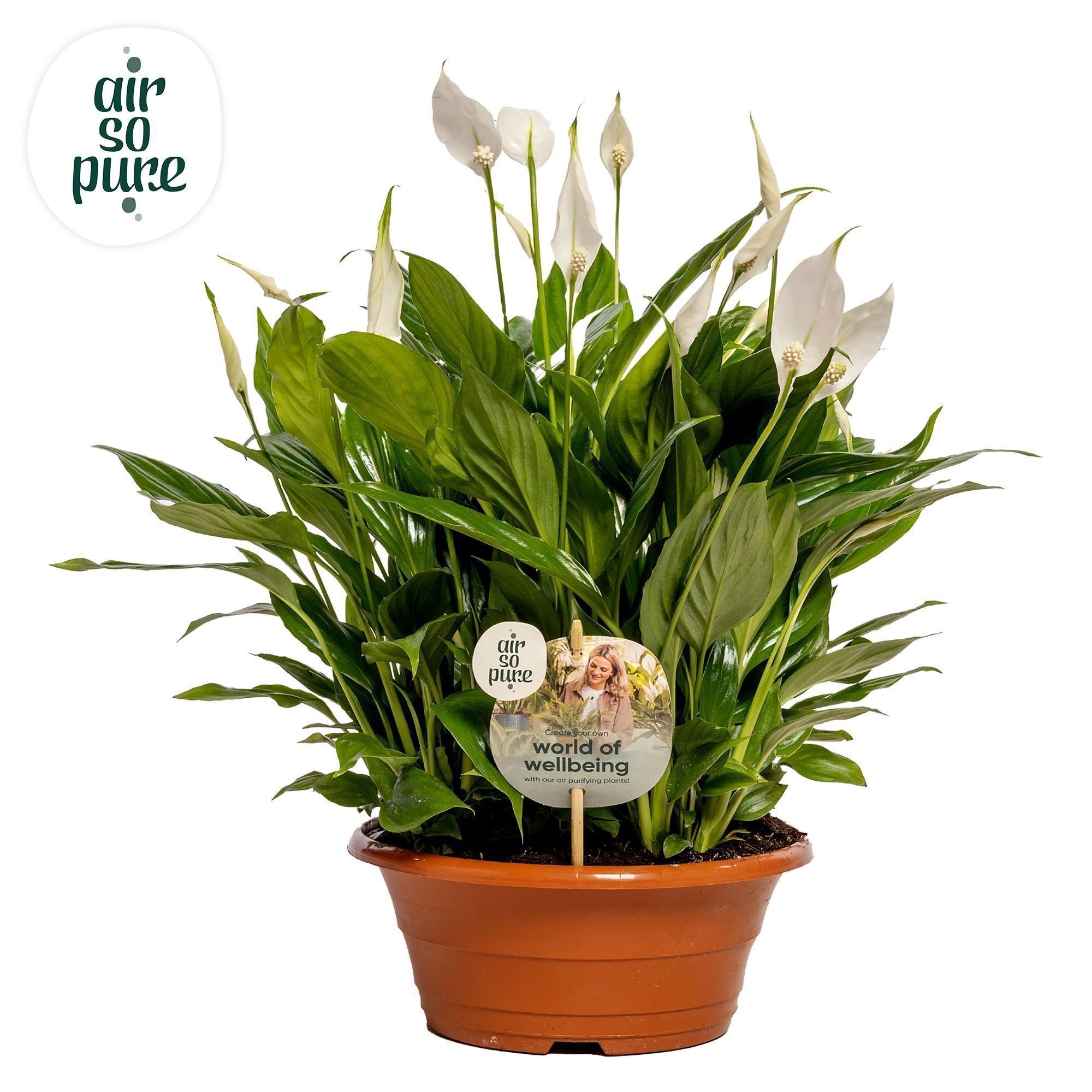 Spathiphyllum Bellini Air so Pure - WOW etiket