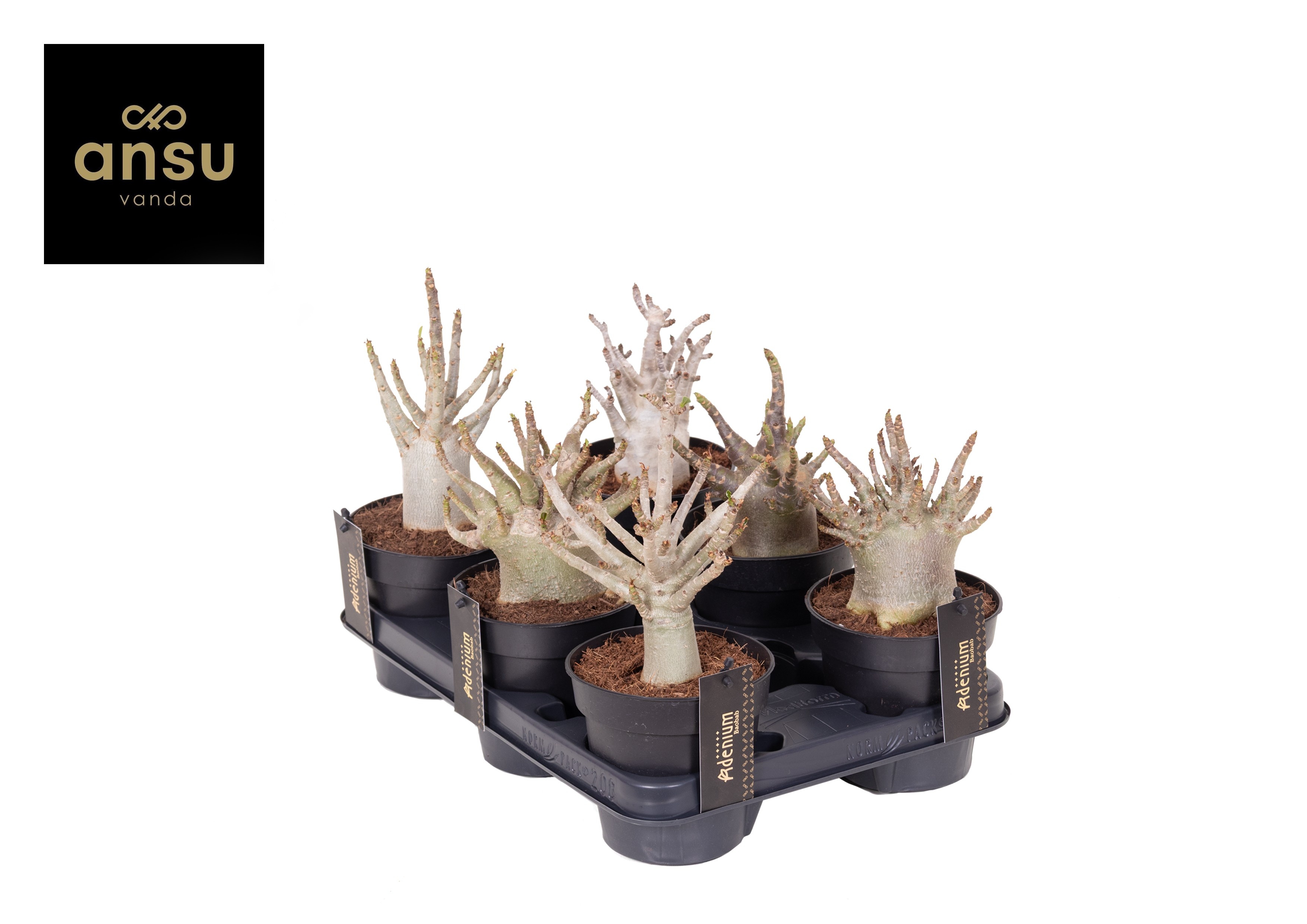 Adenium Ansu Baobab (niet bloeiend) - Woestijnroos