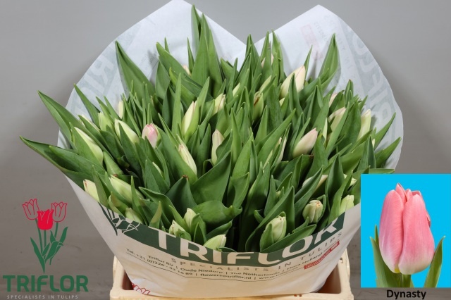 Tulipa Dynasty 39cm 34gram
