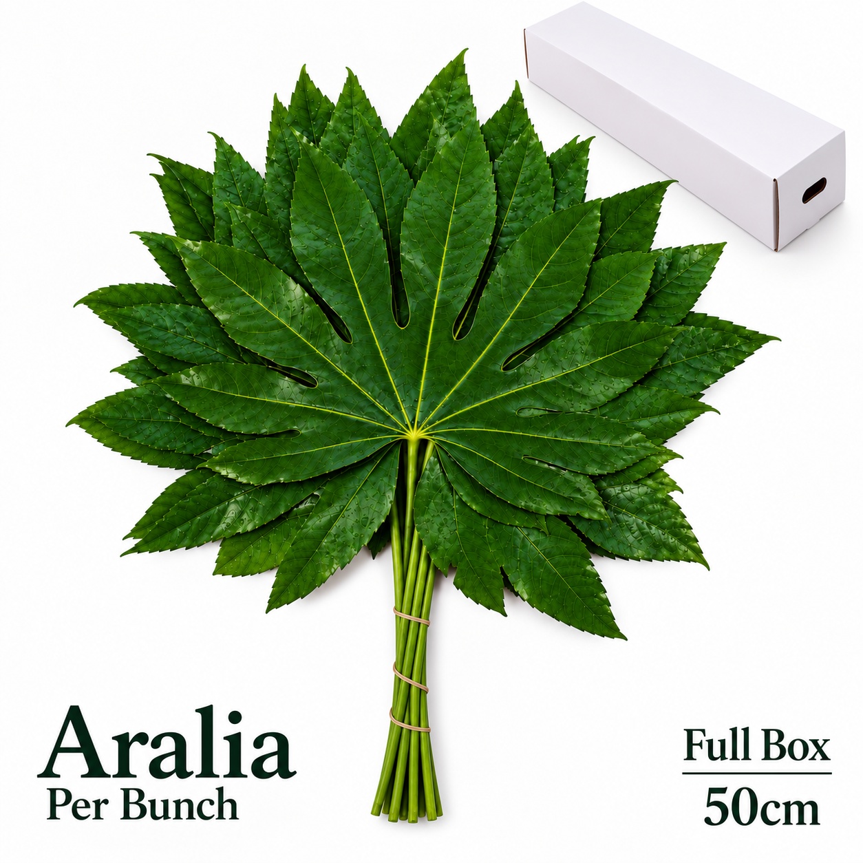 Fatsia Japonica Bs