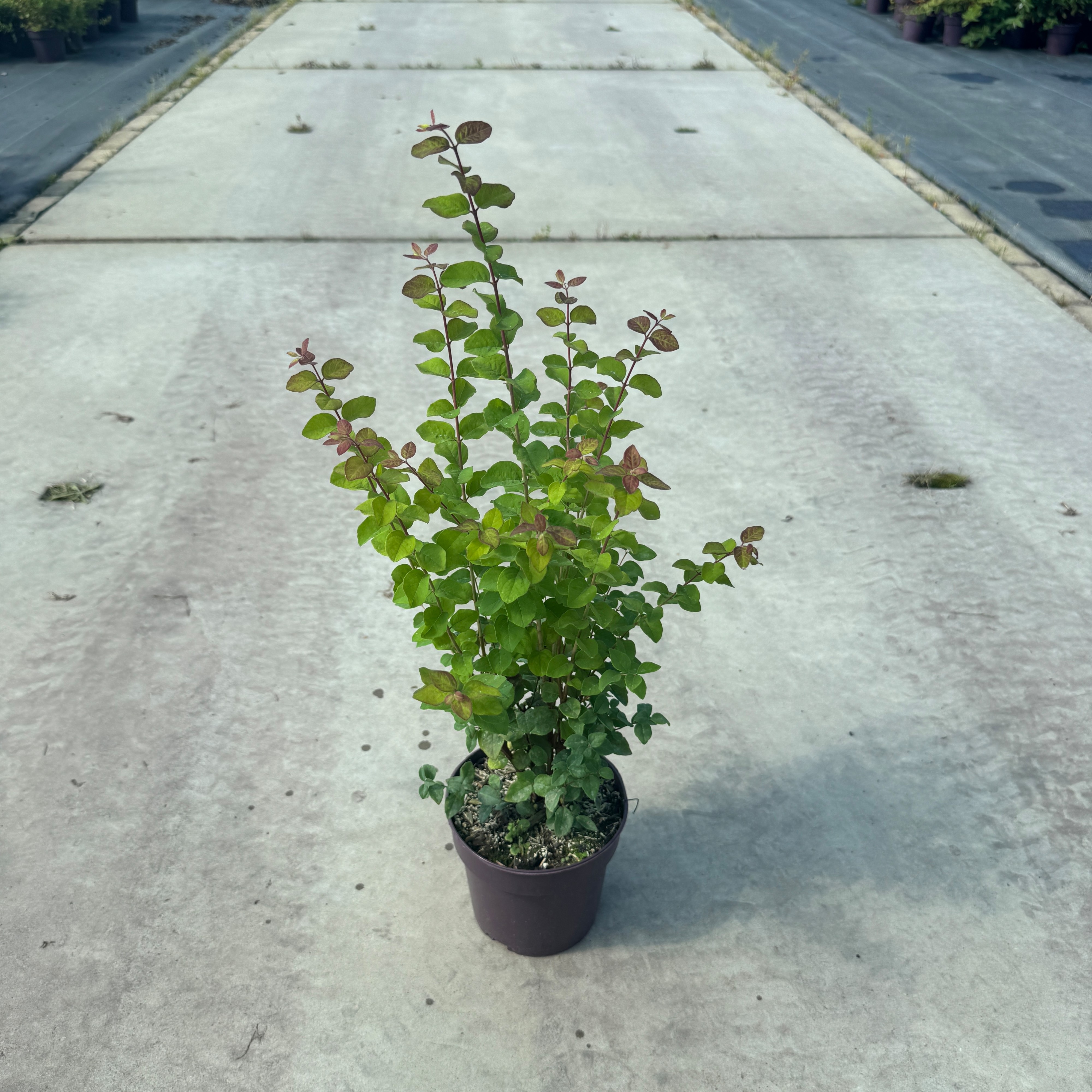 Symphoricarpos doorenbosii 'Magic Berry'